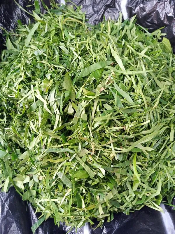 Fresh Afang leaf for Nigerian soup cooking