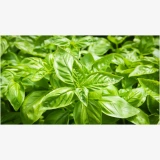 Fresh basil leaves for cooking soups sauces and salads