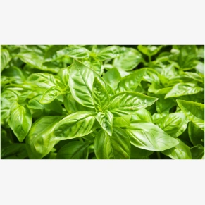 Fresh basil leaves for cooking soups sauces and salads