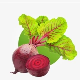 Fresh beetroot for juices smoothies and healthy meals