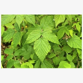 Scent leaf - per bunch