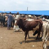 Full Cow