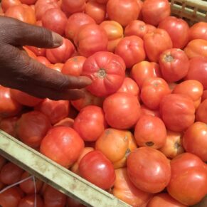 Tomato Zaria (Farm Offtake)
