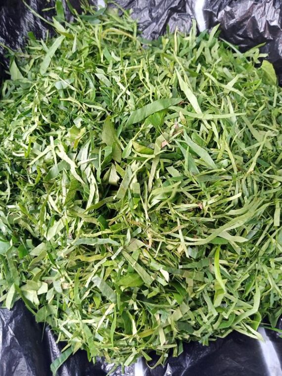 Afang - per bunch
