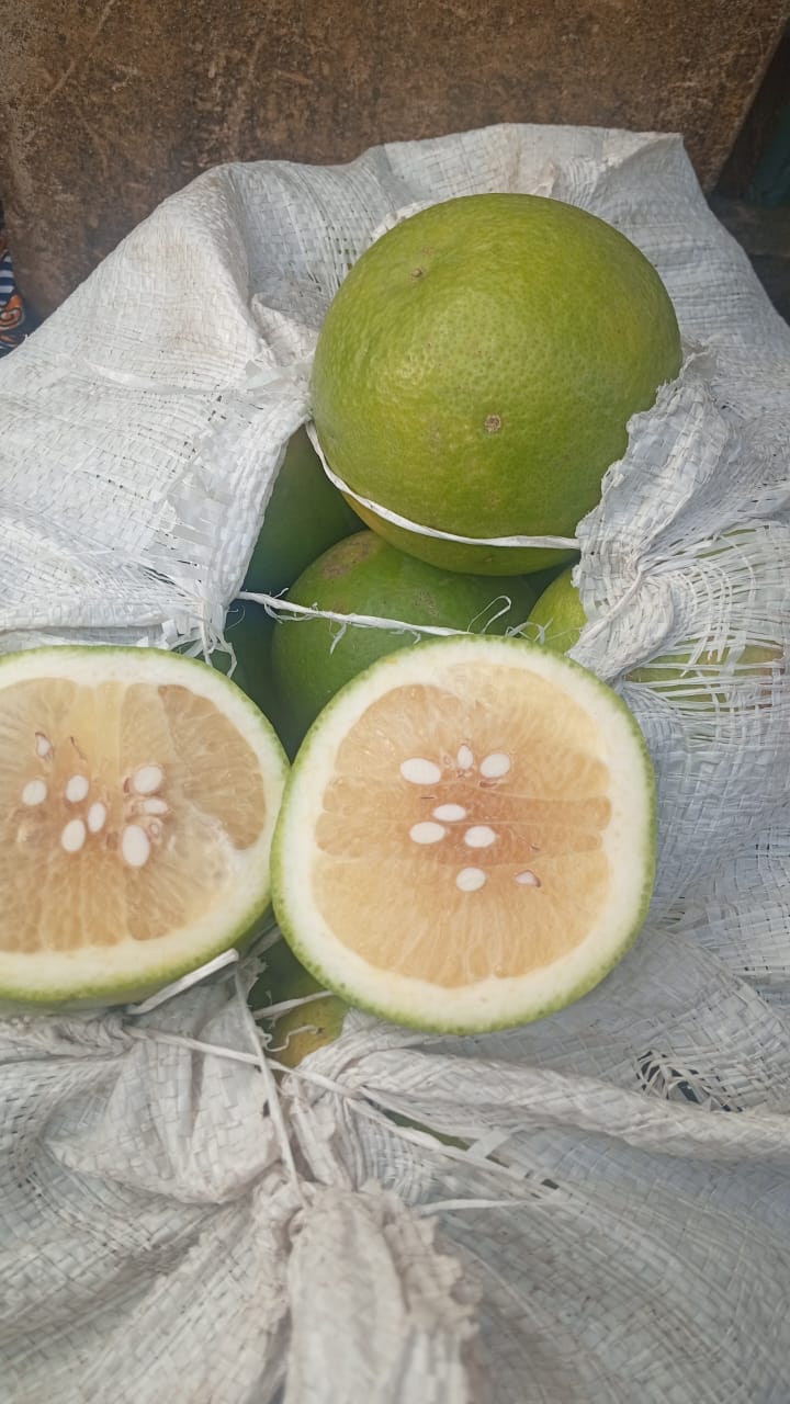 White Grapefruit per dozen - Image 2