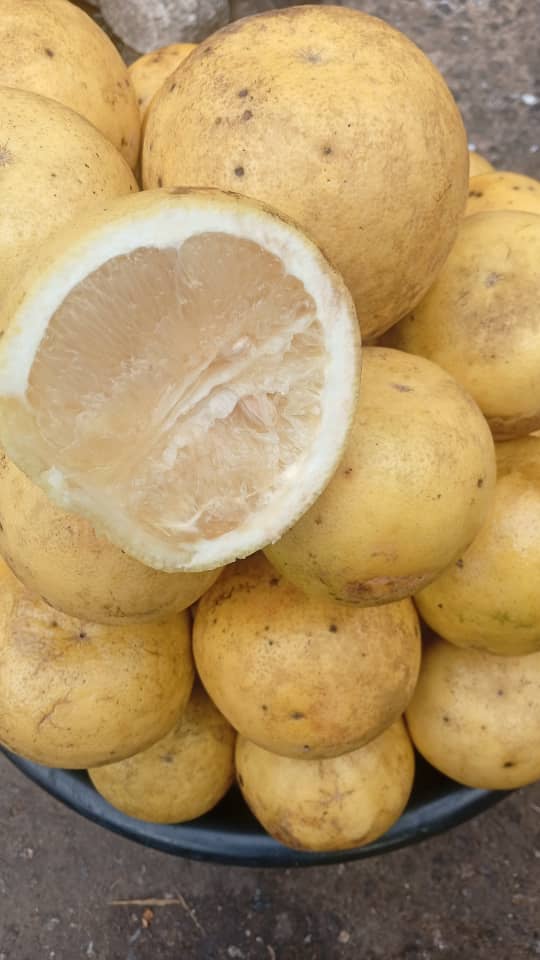 White Grapefruit per dozen