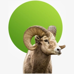 Ram Meat per kg